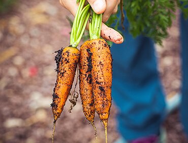 Fresh Fruits & Vegetables